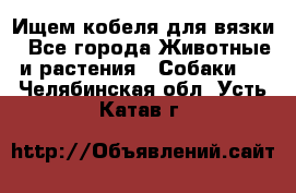 Ищем кобеля для вязки - Все города Животные и растения » Собаки   . Челябинская обл.,Усть-Катав г.